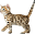 bengalmusiccats.com Icon
